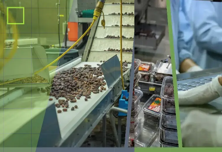 Production process relating to spices and seasonings