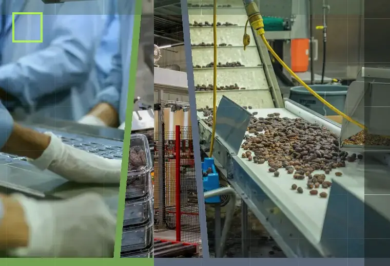 Production process relating to cap feeding